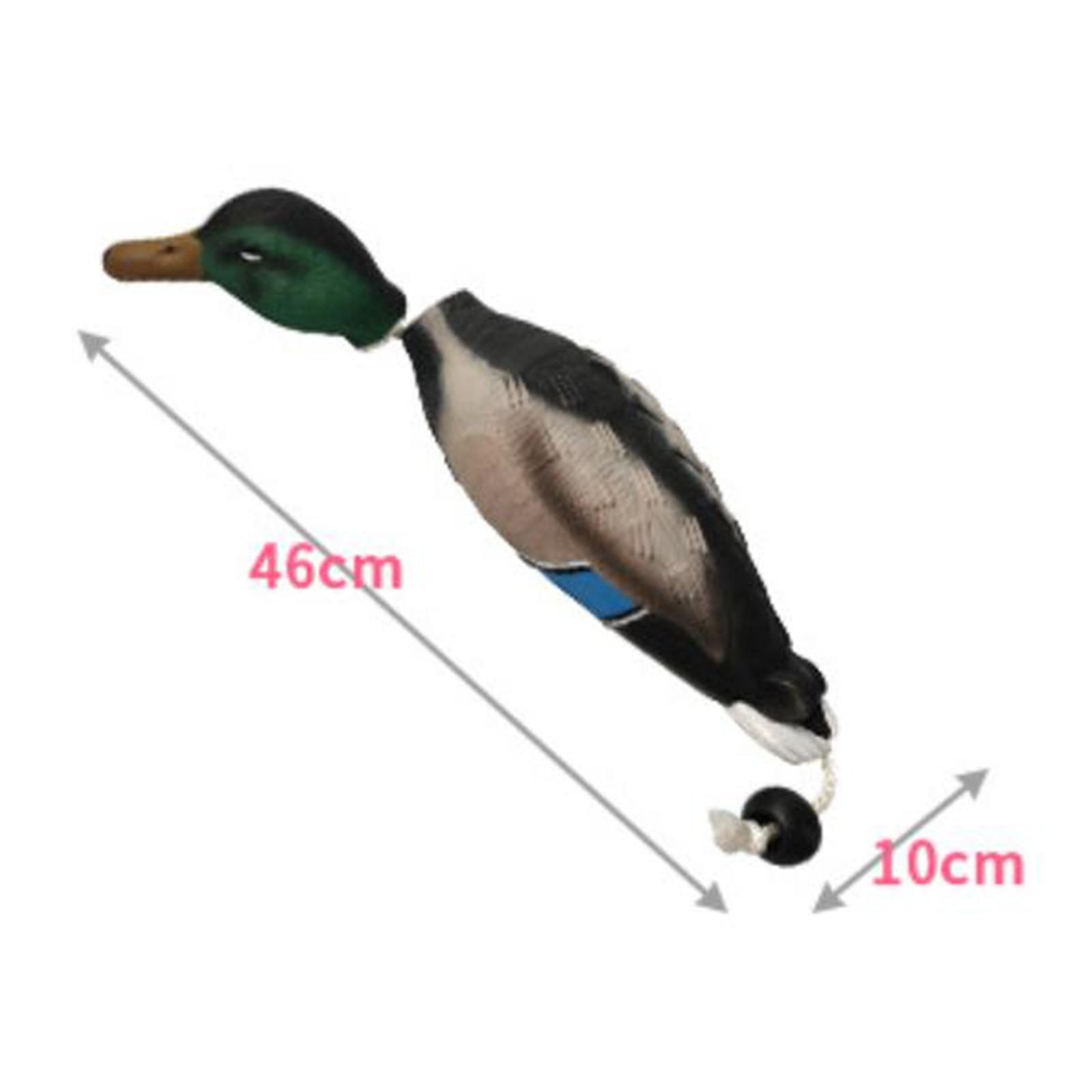 مجسم بطة مالارد بلاستيكي عائم، - مراجعة Decoy Duck Plastic وسعره