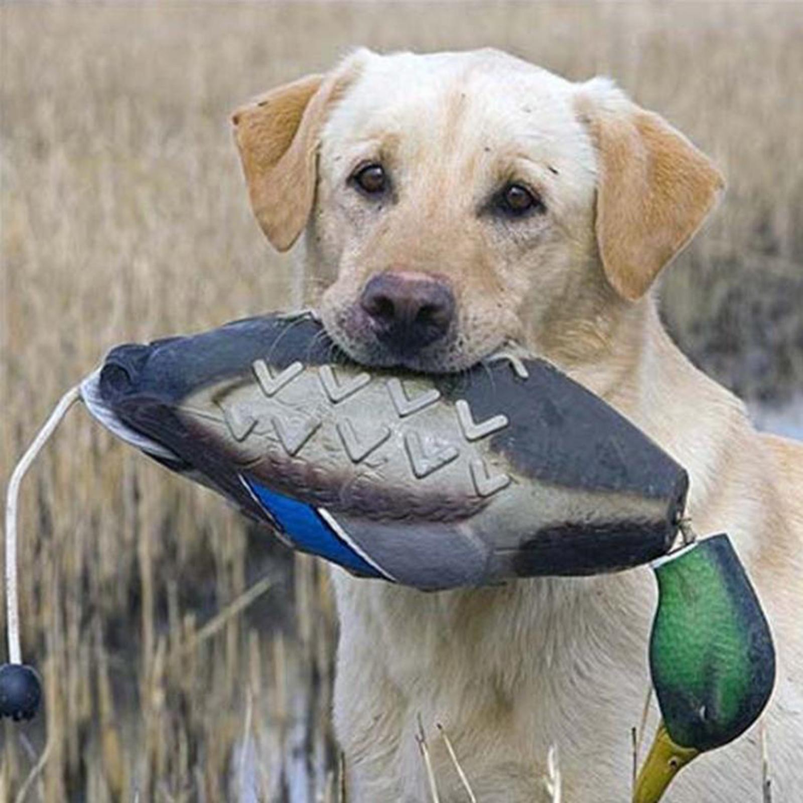 مجسم بطة مالارد بلاستيكي عائم، - مراجعة Decoy Duck Plastic وسعره