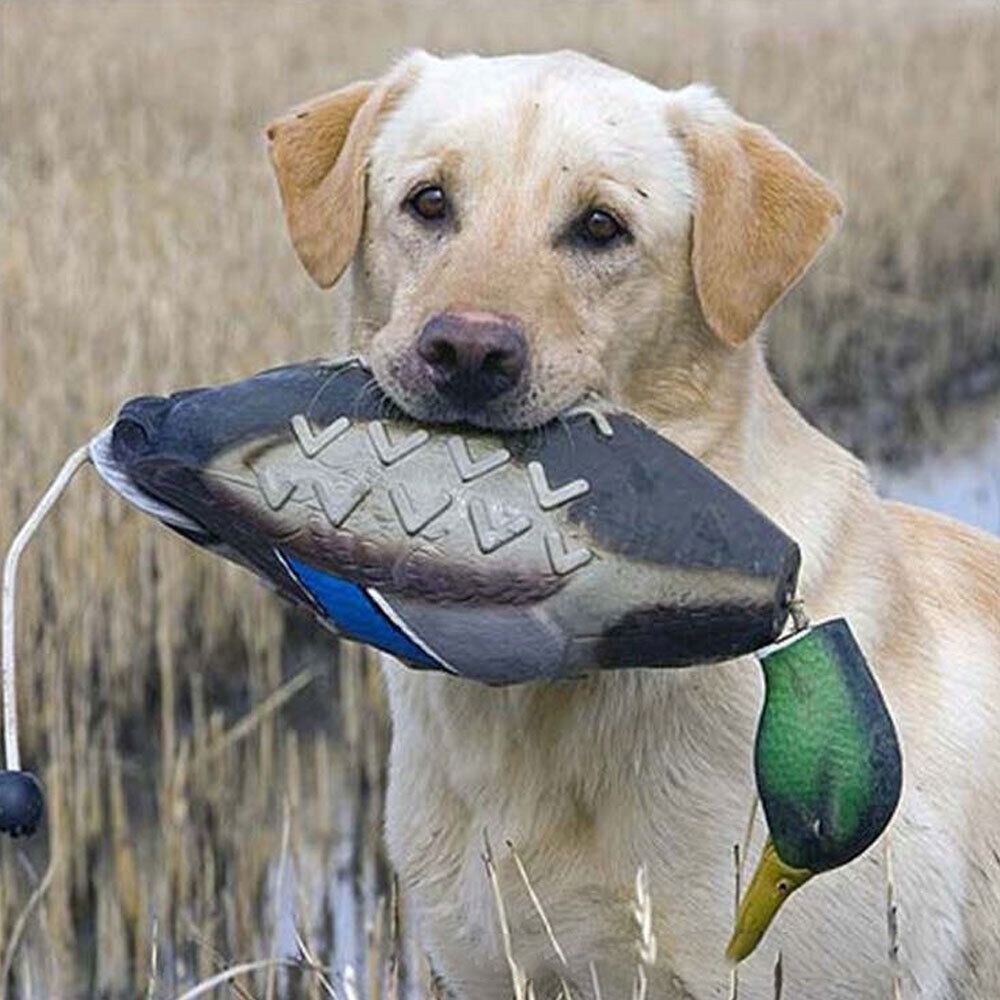 ألعاب تدريب الكلاب المقاومة لل - مراجعة Decoy Duck Plastic وسعره